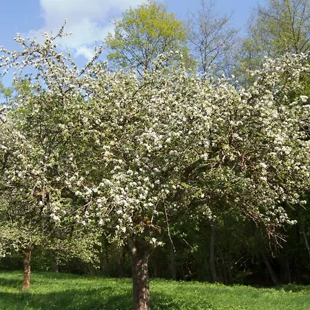 Restaurant Baeren Freudenstadt