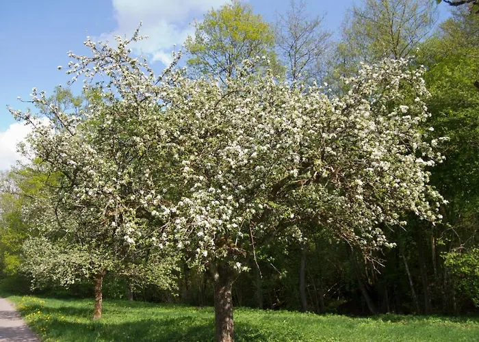 Restaurant Baeren Freudenstadt